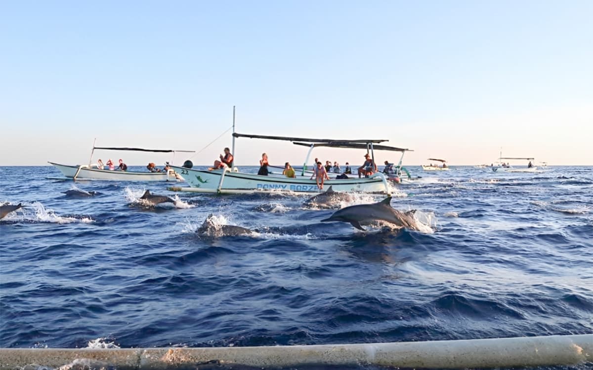 Dolphins Watching Tour